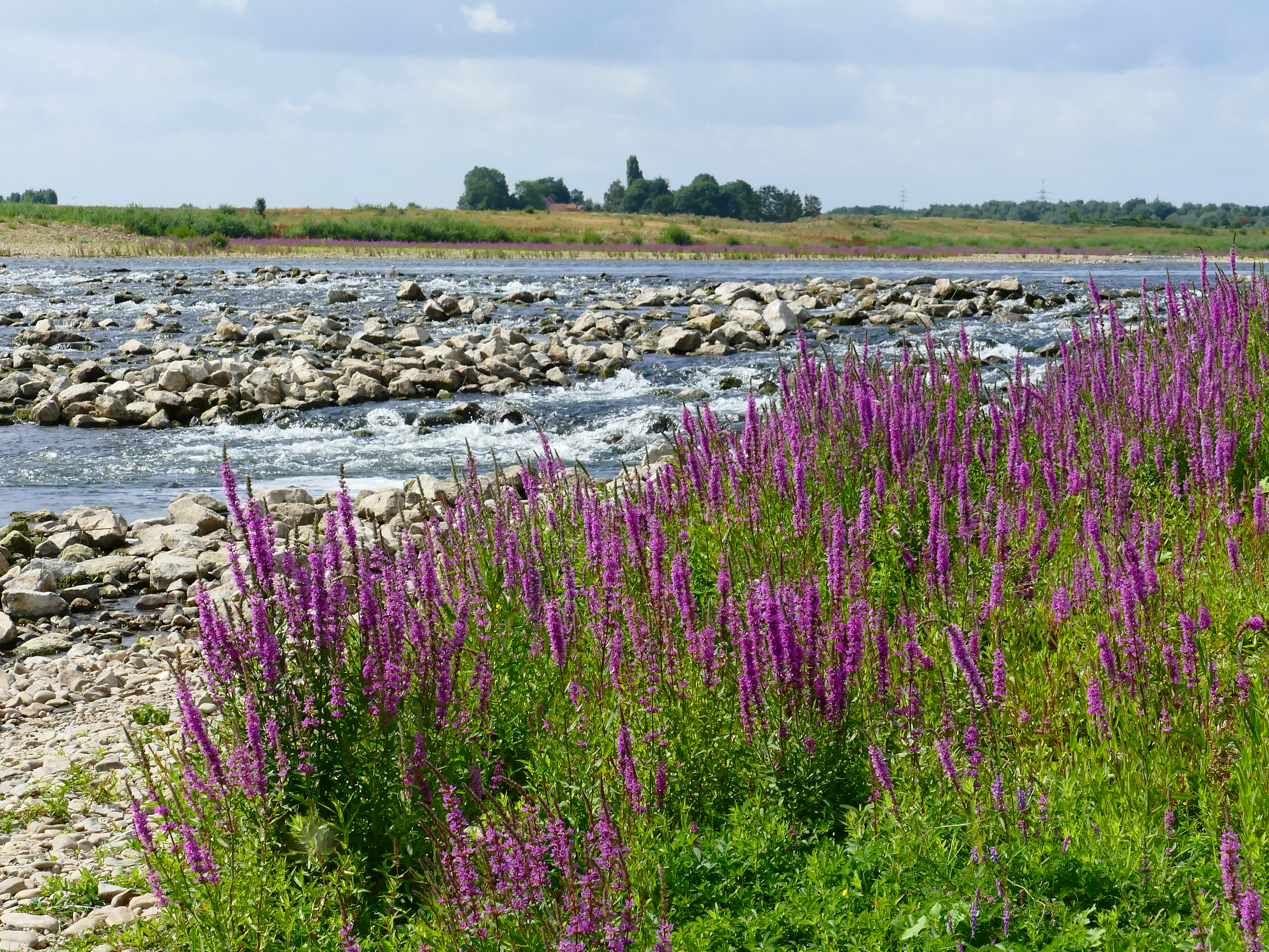 Grensmaas in Meers